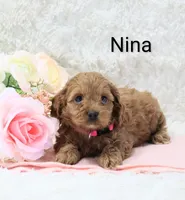 Nina, a female Cockapoo for sale in Loyal, WI – Photo 3 of 6