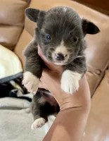 Bear American fluffy, a female Pembroke Welsh Corgi for sale in Delta, MO – 3 of 10