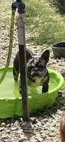 Bella, a female French Bulldog for sale in Delta, MO – 6 of 6