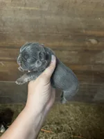 Bella, a female French Bulldog for sale in Delta, MO – 4 of 5