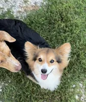 Bear American fluffy, a female Pembroke Welsh Corgi for sale in Delta, MO – 7 of 10