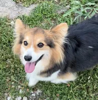 Tito American full fluffy, a male Pembroke Welsh Corgi for sale in Delta, MO – 9 of 9