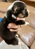 Lexi full American fluffy, a female Pembroke Welsh Corgi for sale in Delta, MO – 3 of 9