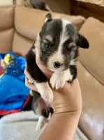Lexi full American fluffy, a female Pembroke Welsh Corgi for sale in Delta, MO – 4 of 9