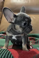 Bella, a female French Bulldog for sale in Delta, MO – 3 of 6