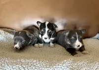 Bear American fluffy, a female Pembroke Welsh Corgi for sale in Delta, MO – 6 of 10