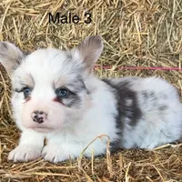 Fluffy bluie Merle 3, a male Pembroke Welsh Corgi for sale in Delta, MO – Photo 3 of 7