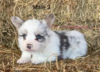 Fluffy bluie Merle 3, a male Pembroke Welsh Corgi for sale in Delta, MO – Photo 3 of 7