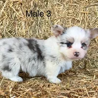Fluffy bluie Merle 3, a male Pembroke Welsh Corgi for sale in Delta, MO – Photo 2 of 7
