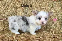 Fluffy bluie Merle 3, a male Pembroke Welsh Corgi for sale in Delta, MO – Photo 2 of 7
