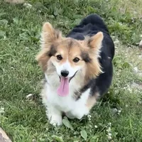 Fluffy bluie Merle 3, a male Pembroke Welsh Corgi for sale in Delta, MO – Photo 6 of 7