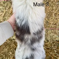 Fluffy bluie Merle 3, a male Pembroke Welsh Corgi for sale in Delta, MO – Photo 4 of 7