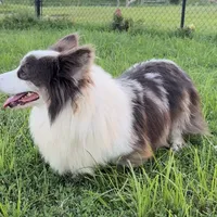 Fluffy bluie Merle 3, a male Pembroke Welsh Corgi for sale in Delta, MO – Photo 5 of 7