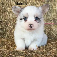 Fluffy bluie Merle 3, a male Pembroke Welsh Corgi for sale in Delta, MO – Photo 1 of 7
