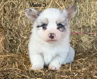 Fluffy bluie Merle 3, a male Pembroke Welsh Corgi for sale in Delta, MO – Photo 1 of 7