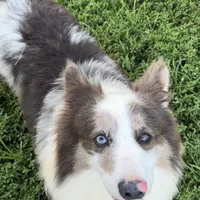 Fluffy bluie Merle 3, a male Pembroke Welsh Corgi for sale in Delta, MO – Photo 7 of 7