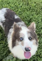 Fluffy bluie Merle 3, a male Pembroke Welsh Corgi for sale in Delta, MO – Photo 7 of 7