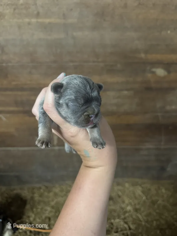 Bella – French Bulldog puppy for sale in Delta, MO