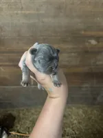 Bella, a female French Bulldog for sale in Delta, MO – 1 of 5