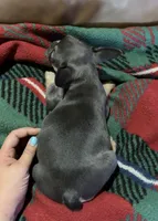 Bella, a female French Bulldog for sale in Delta, MO – 2 of 6
