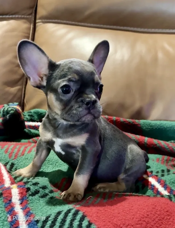 Bella – French Bulldog puppy for sale in Delta, MO