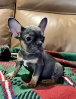 Bella, a female French Bulldog for sale in Delta, MO – 1 of 6
