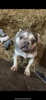 Bella, a female French Bulldog for sale in Delta, MO – 5 of 6