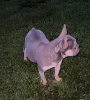Bella, a female French Bulldog for sale in Delta, MO – 3 of 5