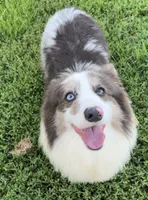 Tito American full fluffy, a male Pembroke Welsh Corgi for sale in Delta, MO – 6 of 9