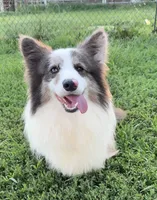 Fluffy bluie Merle 2, a male Pembroke Welsh Corgi for sale in Delta, MO – Photo 8 of 8