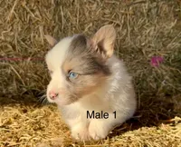 Fluffy bluie Merle 2, a male Pembroke Welsh Corgi for sale in Delta, MO – Photo 4 of 8