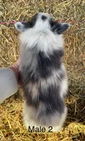 Fluffy bluie Merle 2, a male Pembroke Welsh Corgi for sale in Delta, MO – Photo 3 of 8