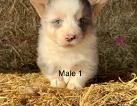 Fluffy bluie Merle 2, a male Pembroke Welsh Corgi for sale in Delta, MO – Photo 1 of 8