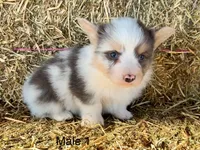 Fluffy bluie Merle 2, a male Pembroke Welsh Corgi for sale in Delta, MO – Photo 2 of 8