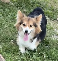 Fluffy bluie Merle 2, a male Pembroke Welsh Corgi for sale in Delta, MO – Photo 5 of 8
