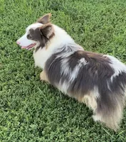 Tito American full fluffy, a male Pembroke Welsh Corgi for sale in Delta, MO – 7 of 9