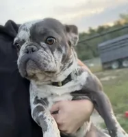 Bella, a female French Bulldog for sale in Delta, MO – 4 of 6