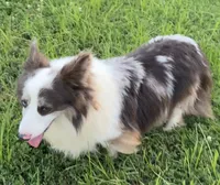 Bear American fluffy, a female Pembroke Welsh Corgi for sale in Delta, MO – 10 of 10