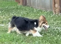 Lexi full American fluffy, a female Pembroke Welsh Corgi for sale in Delta, MO – 6 of 9