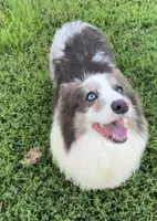 Fluffy bluie, a male Pembroke Welsh Corgi for sale in Delta, MO – Photo 5 of 6