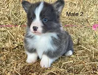 Fluffy bluie, a male Pembroke Welsh Corgi for sale in Delta, MO – Photo 1 of 6