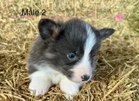 Fluffy bluie, a male Pembroke Welsh Corgi for sale in Delta, MO – Photo 2 of 6