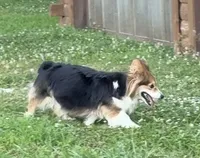 Fluffy bluie, a male Pembroke Welsh Corgi for sale in Delta, MO – Photo 6 of 6