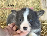 Fluffy bluie, a male Pembroke Welsh Corgi for sale in Delta, MO – Photo 3 of 6