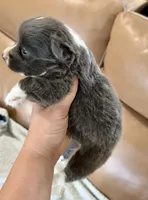 Tito American full fluffy, a male Pembroke Welsh Corgi for sale in Delta, MO – 3 of 9