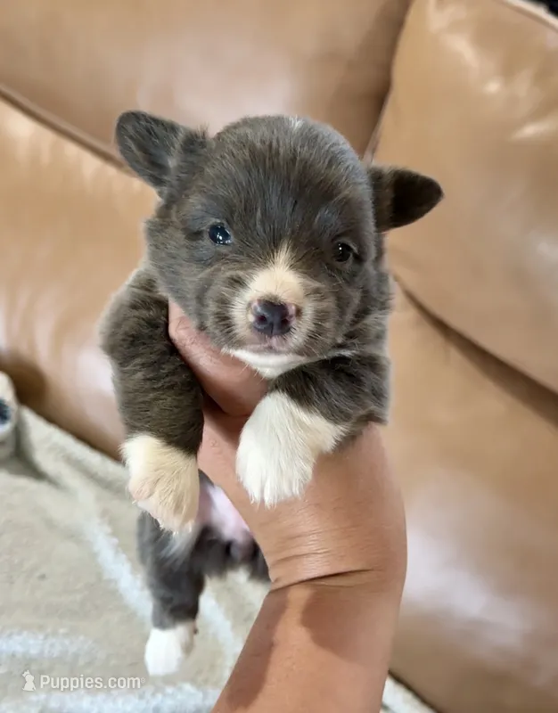 Tito American full fluffy – Pembroke Welsh Corgi puppy for sale in Delta, MO