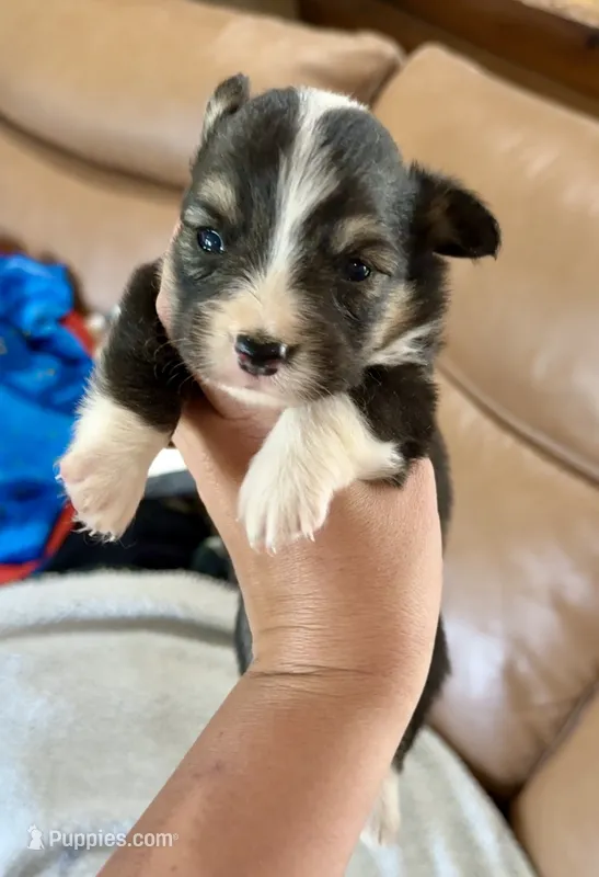 Lexi full American fluffy – Pembroke Welsh Corgi puppy for sale in Delta, MO