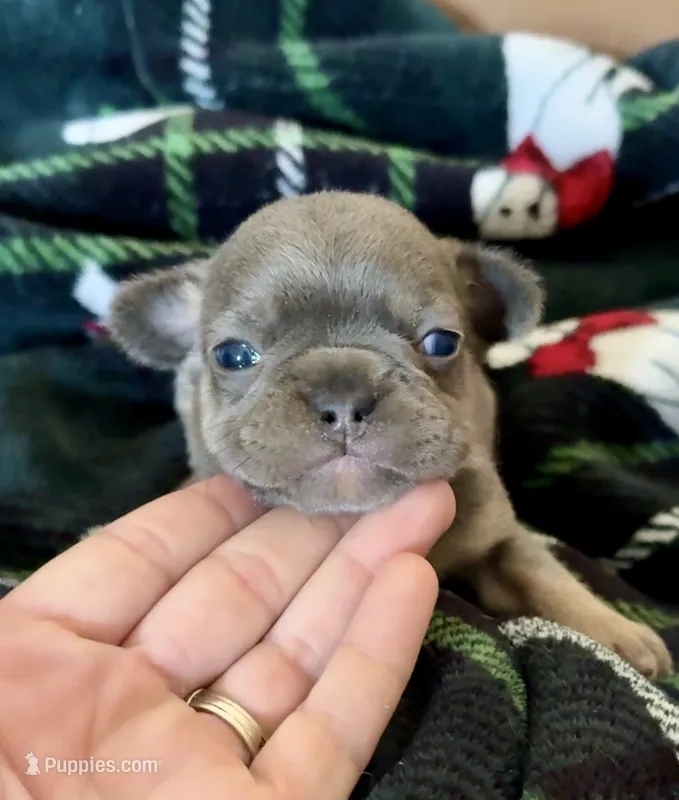 Bella – French Bulldog puppy for sale in Delta, MO