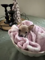 Finch, a male Chihuahua for sale in South Boston, VA – Photo 6 of 6