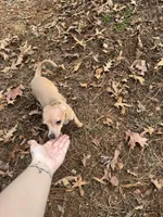 Finch, a male Chihuahua for sale in South Boston, VA – Photo 4 of 6